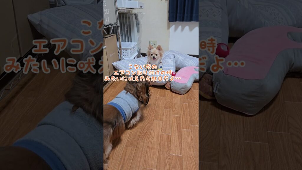 怖がりな兄…#ミニチュアダックスフント #ぽめちわ#癒し #愛犬