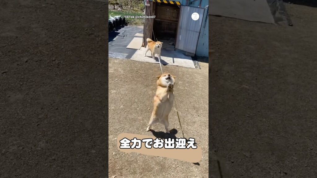全力でお出迎えする柴犬夫婦💕　　　　　　　　#柴犬　#犬　#かわいい犬 #犬のいる暮らし #癒し