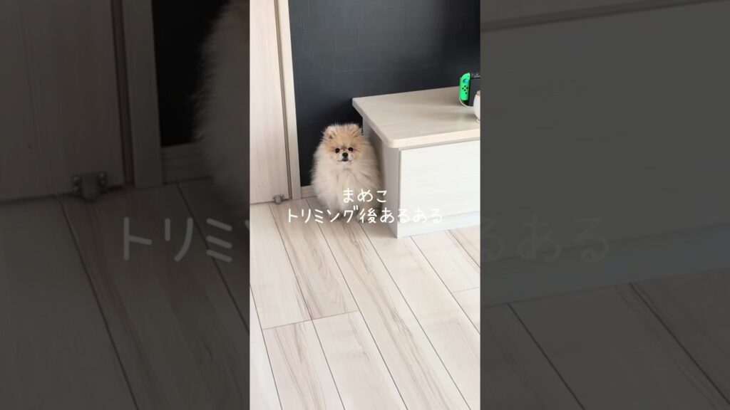 ポメラニアンまめこのトリミング後あるある #dog #ポメラニアン #癒し #犬のいる生活