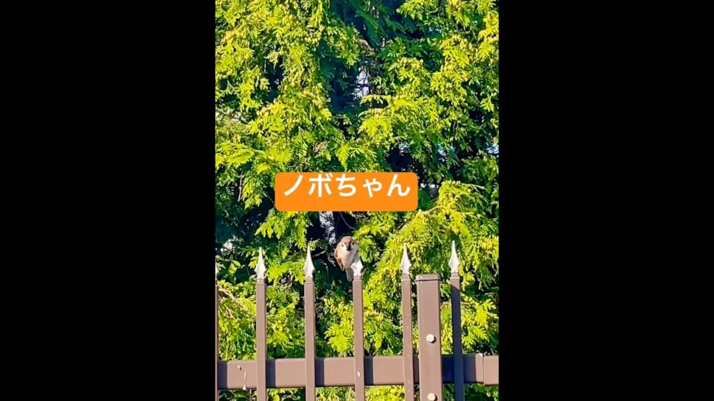 ノボちゃんと朝のひと時　#javasparrow #ありがとう #birdslovers #birds #野鳥観察 #癒し #かわいい #ショート #スズメ　#友達