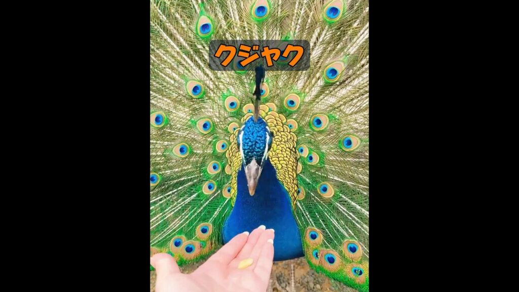 孔雀は考えることができるのか？ #animals #動物プロダクション #動物 #癒し #自然