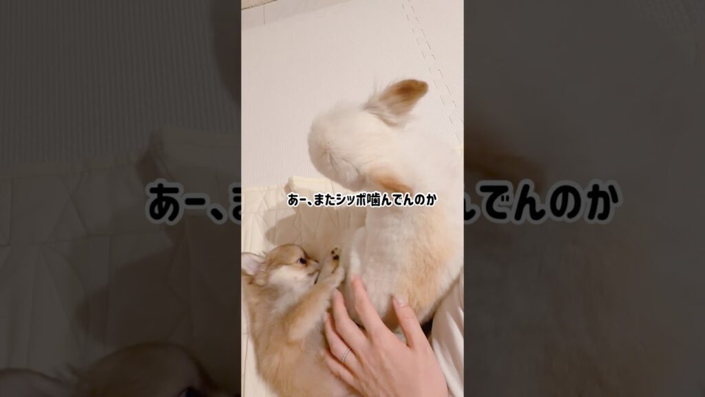 しっぽカミカミ #チワワ #癒し #多頭飼い #ほのぼの