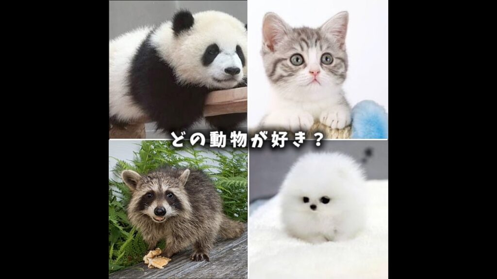 どの動物が好き？ #動物 #可愛い #犬 #猫 #癒し
