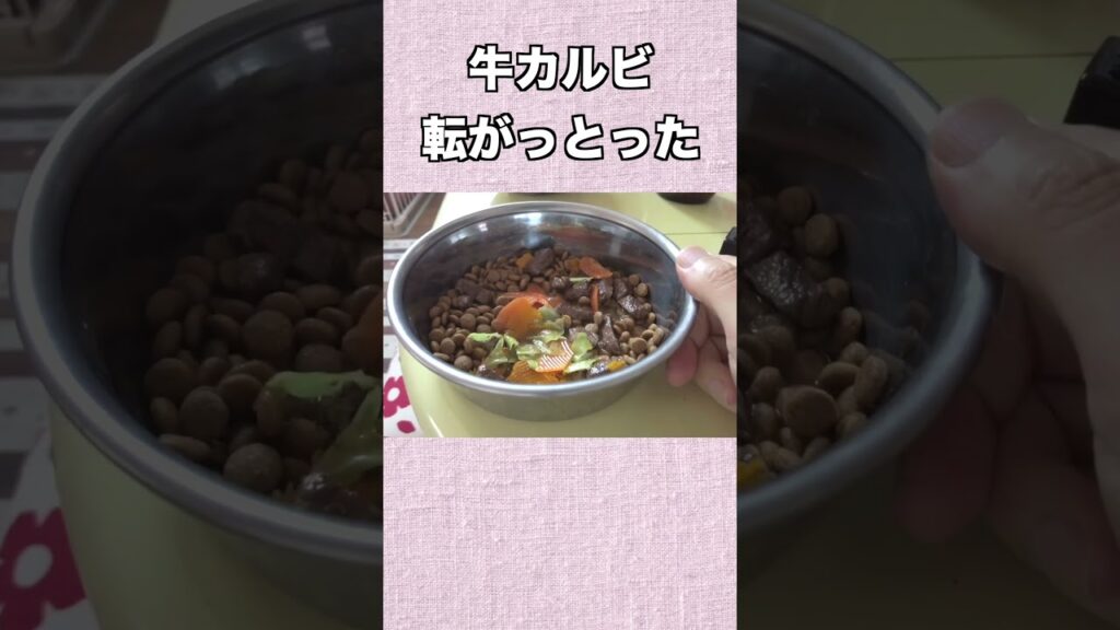 牛カルビ 転がっとった #神戸 #柴犬 #shiba #shibainu #癒し