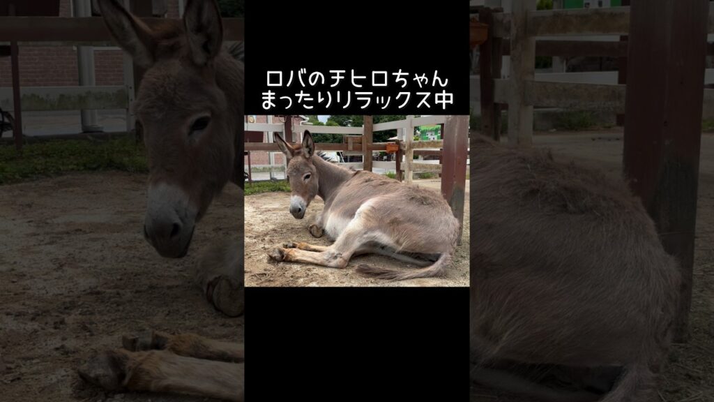一緒にまったりしませんか？ #東武動物公園 #zoo #癒し #ロバ #チヒロ #リラックス