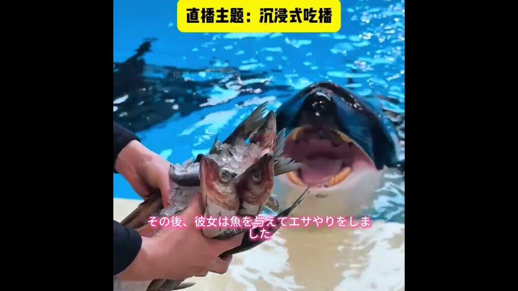 この女の子はシャチと一緒に踊っている