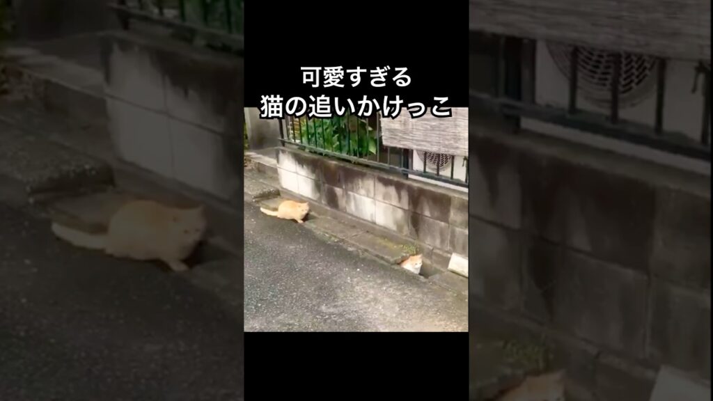 可愛すぎる猫の追いかけっこ(癒しの光景)