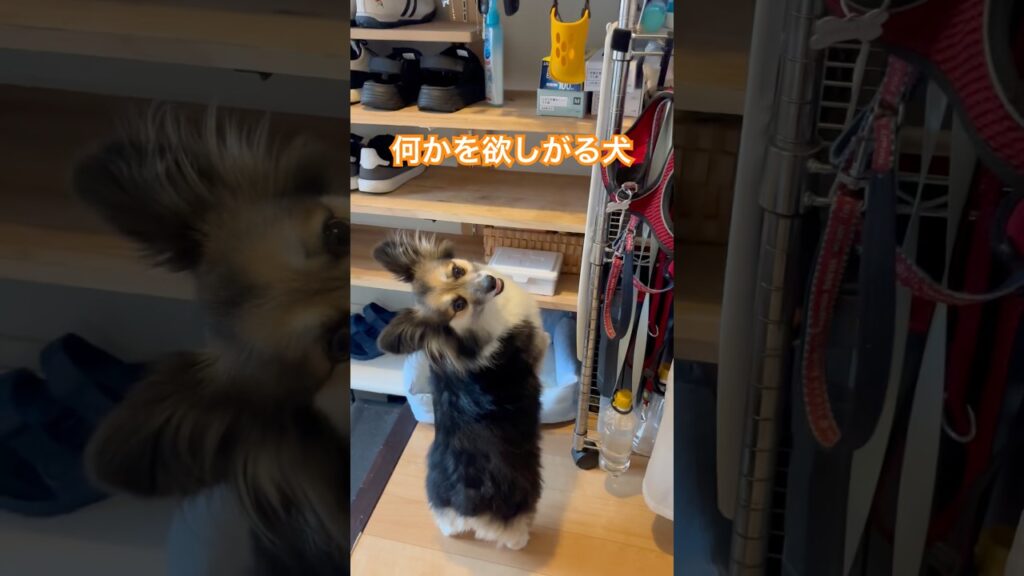 愛犬が欲しかった物は、どうやら違ったようだ… #癒し #犬 #かわいい