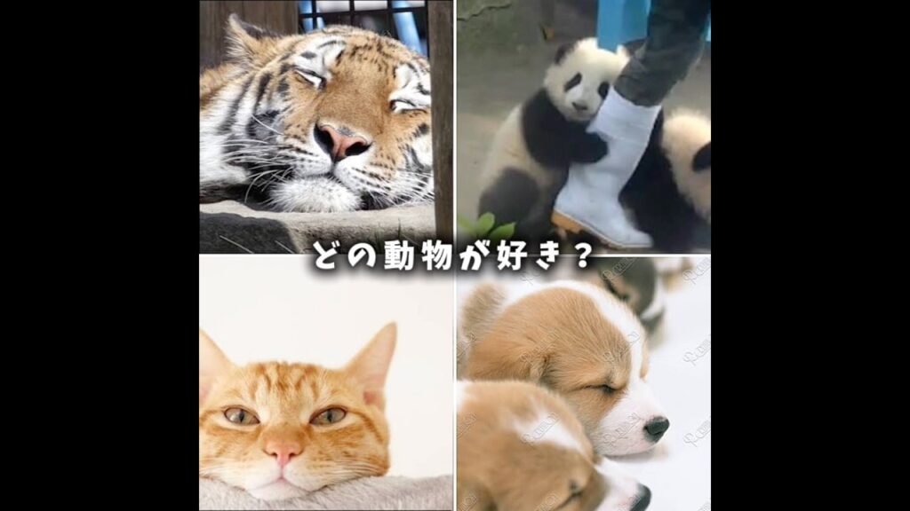 どの動物が好き？ #可愛い #動物 #犬 #猫 #癒し