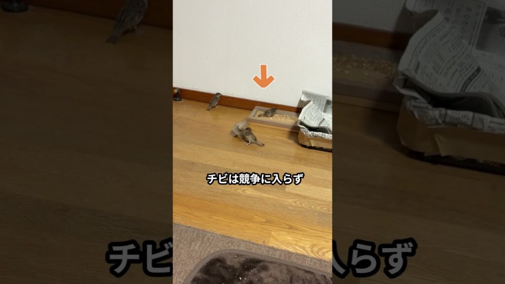 投げ米でﾀﾞｯｼｭ!≡≡≡ﾍ(*–)ﾉ　#スズメ#かわいい#癒し
