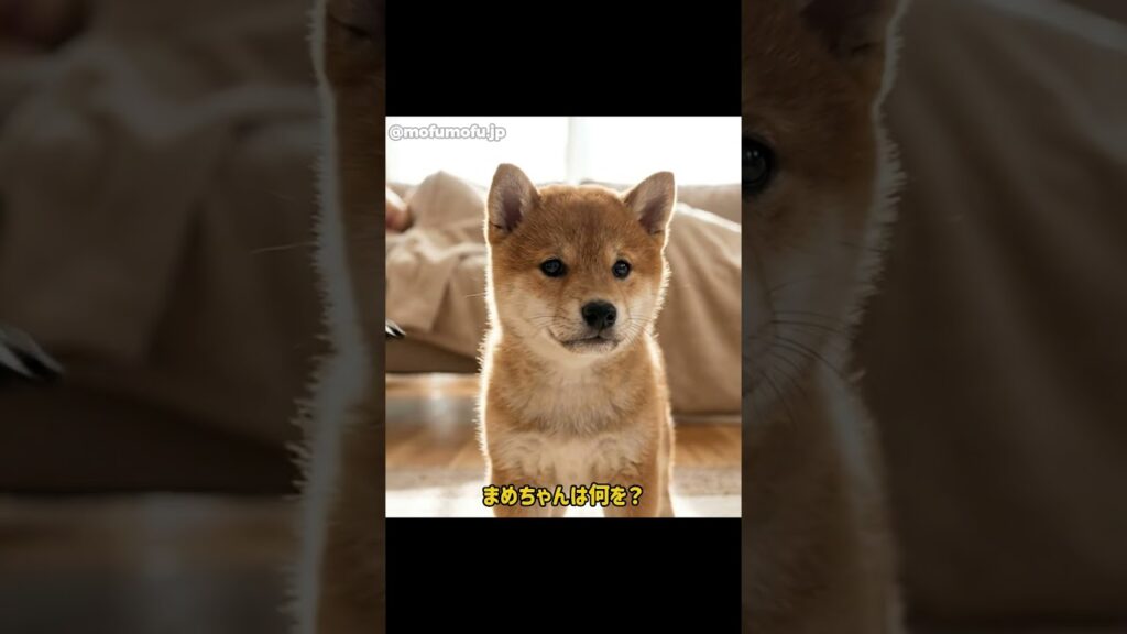 #豆柴 #犬 #犬のいる暮らし #癒し #今日のわんこ