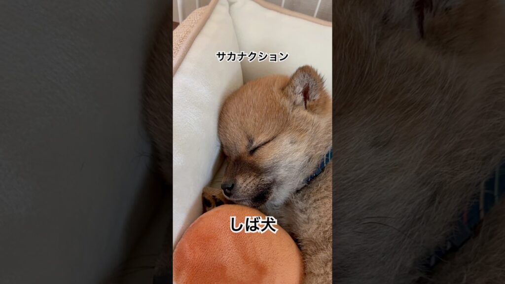 柴犬　サカナクション #柴犬 #origami #あいちはやっさん #ペット #癒し #shibainu #サカナクション #新宝島 #子犬