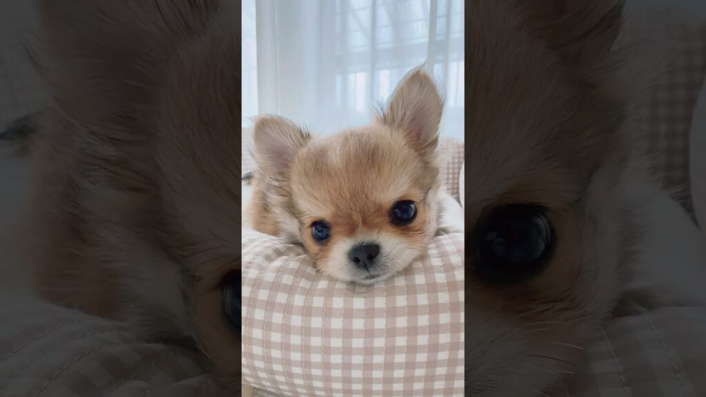 ぼく、とろちゃん。  #チワワ #多頭飼い #癒し #子犬 #生後2ヶ月