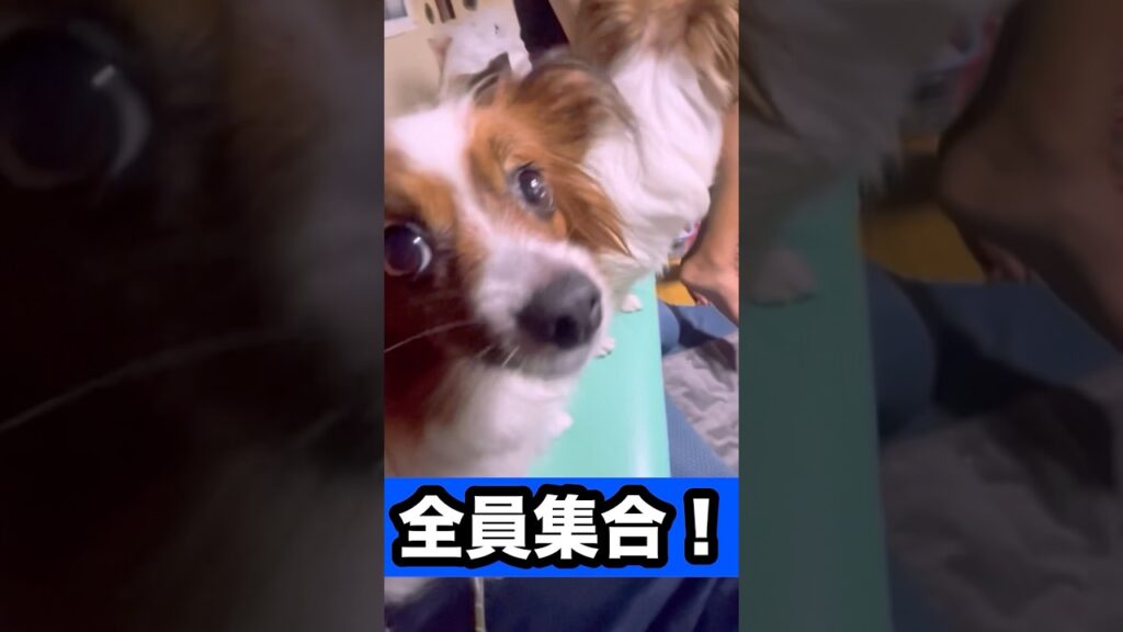 全員集合！！ #可愛い #元気になる動画 #かわいい #元気お届け #癒し #犬のいる生活 #チワワ #ペット #パピヨン