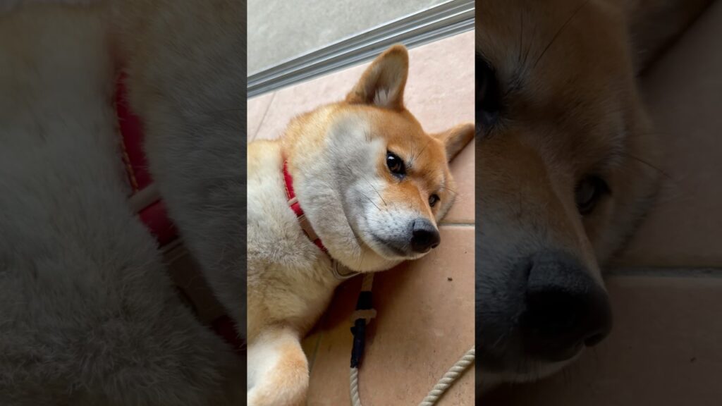 新種発見💡えりまき柴犬　#柴犬 #shibainu #柴犬まる #癒し
