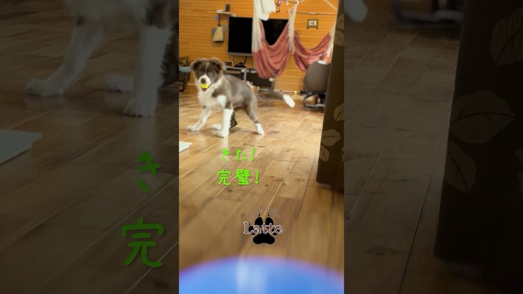 54 らての日常  #puppy #癒し #犬のいる生活