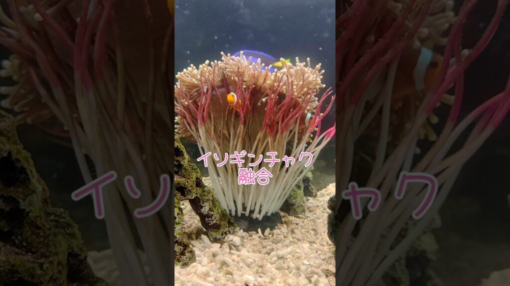 イソギンチャク融合の続き#熱帯魚 #癒し #イソギンチャク