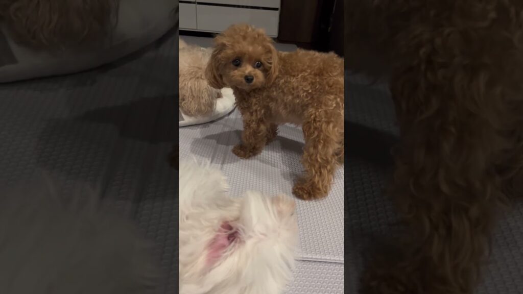 7ワンコ。2026.6.７ #多頭飼い #トイプードル #可愛い #眠る #癒し #puppy #犬のいる生活 #ティーカッププードル