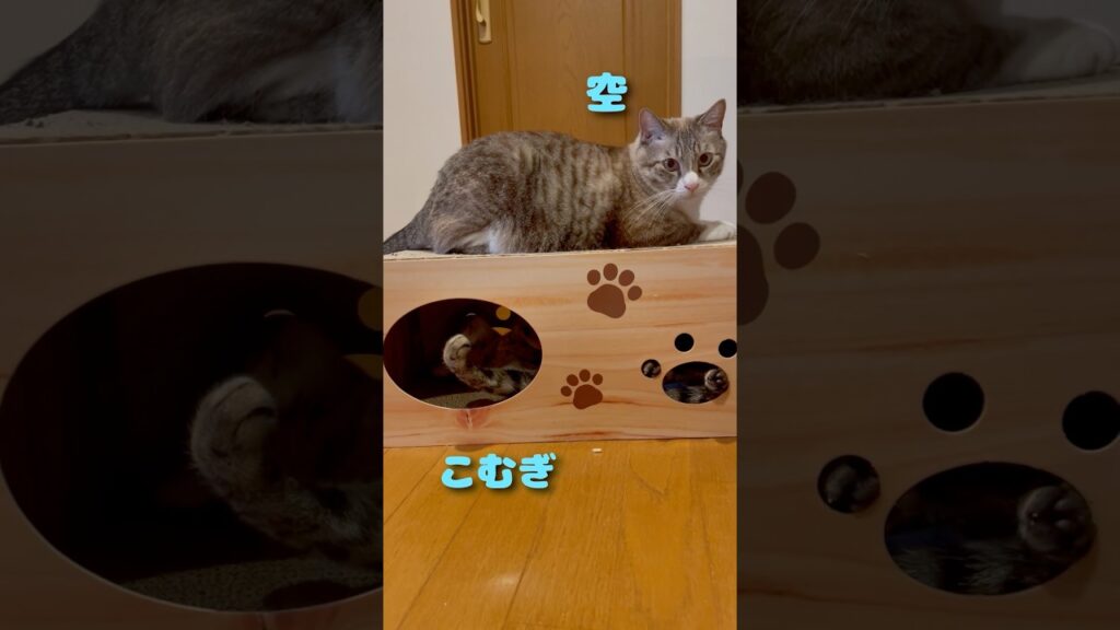 空＆こむぎ    #癒し #おもしろい猫  #猫のいる暮らし #保護猫 　#cat   #cute  #ねこ　#猫  #かわいい #きなあず