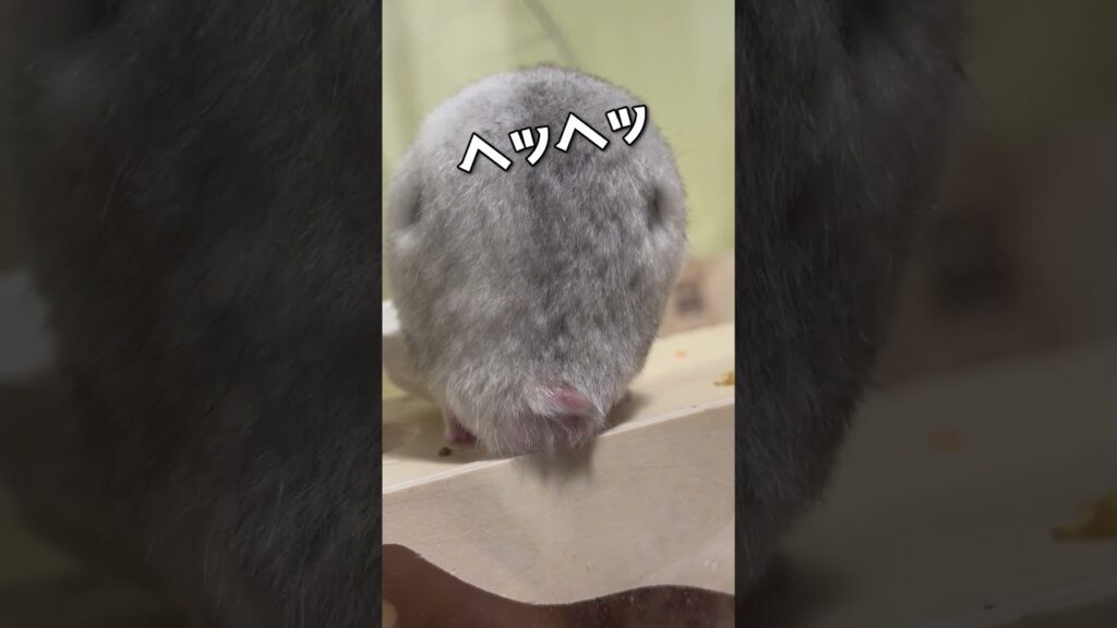 怪盗プリマepisode1🐹 #ハムスター #癒し #日常 #hamster  #shorts  #cute #ペットがしゃべれたら #怪盗