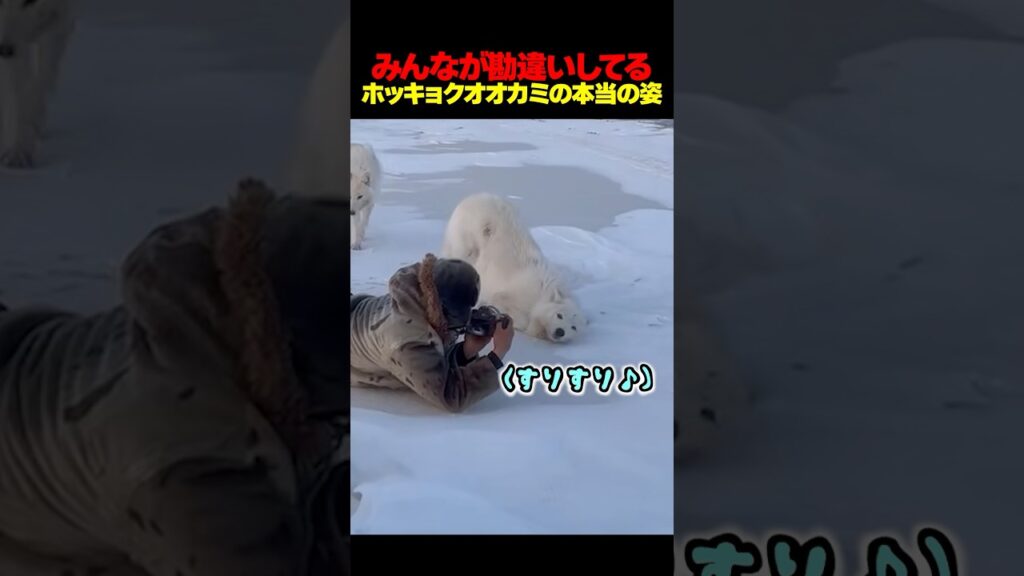 怖いと思われがちなオオカミの意外な性格