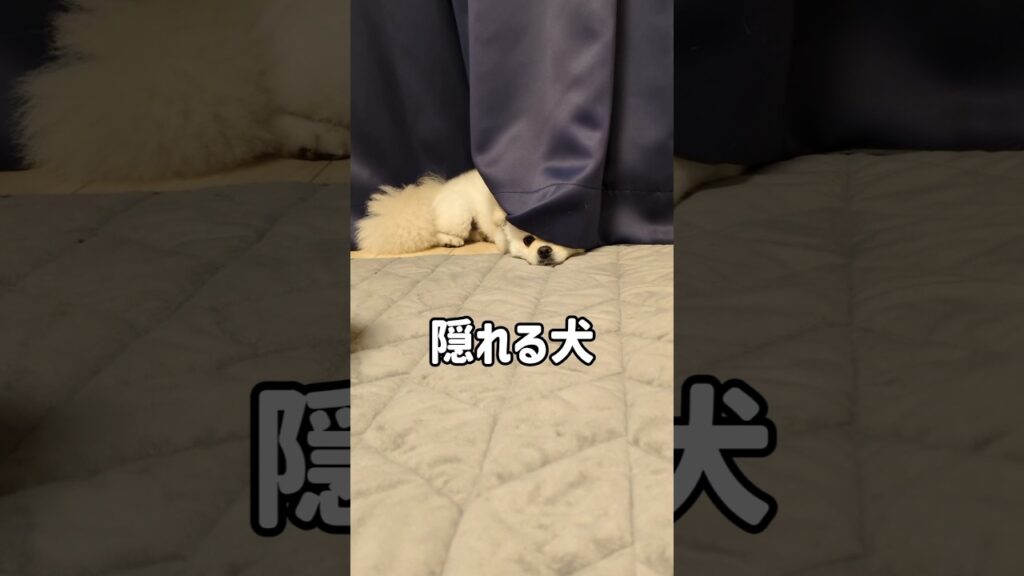 隠れてるつもりで隠れきれなかった犬 #癒し #犬 #犬のいる生活 #short #dog