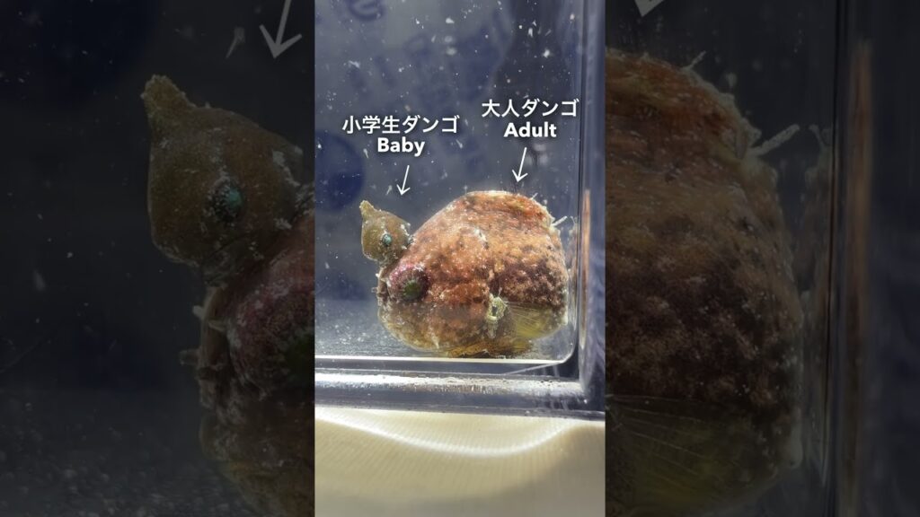 Dango on Dango! 🍡おでこが乗りやすいらしい。※サイズ差があると共食いの危険あり。#ダンゴウオ #アクアリウム #癒し #cute #cuteanimal