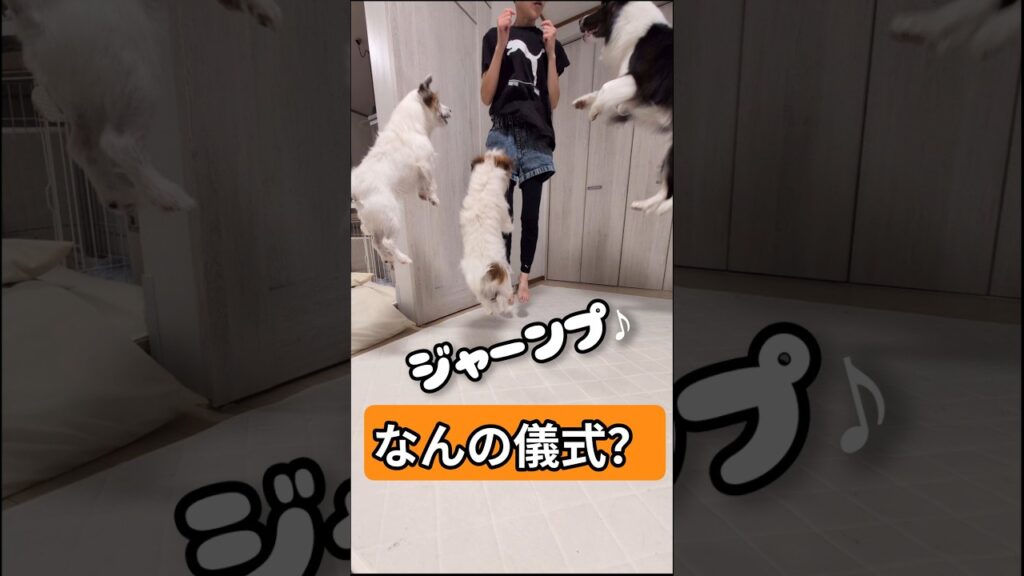 マサイ族のみなさん､ごめんなさい #犬のいる暮らし #面白い #かわいい #癒し #shorts