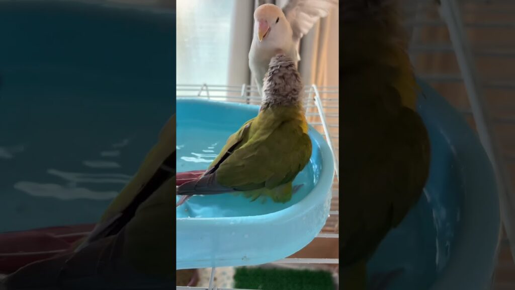 【鳥】水浴びする我が家のインコたち　#インコ #癒し #プール