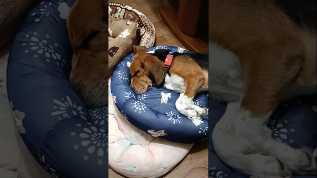 ビーグル犬もも　もう寝ています。#癒し #puppy #愛犬 #可愛い #いぬ #かわいい #beagle