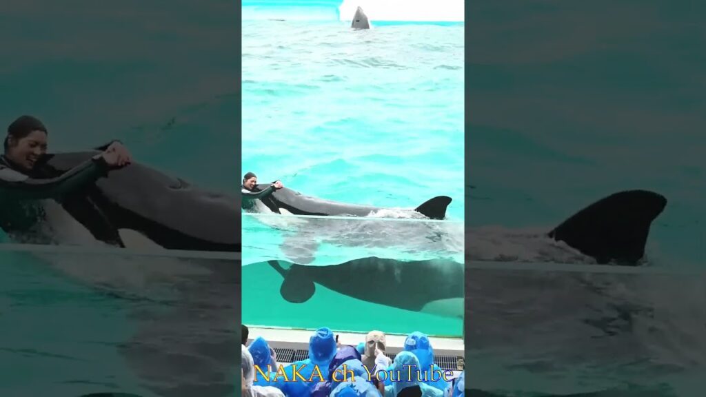 ララちゃんとトレーナーさん、ガラス前でご挨拶？ #shorts   #シャチ #orca #鴨川シーワールド #水族館 #シャチパフォーマンス＃癒し