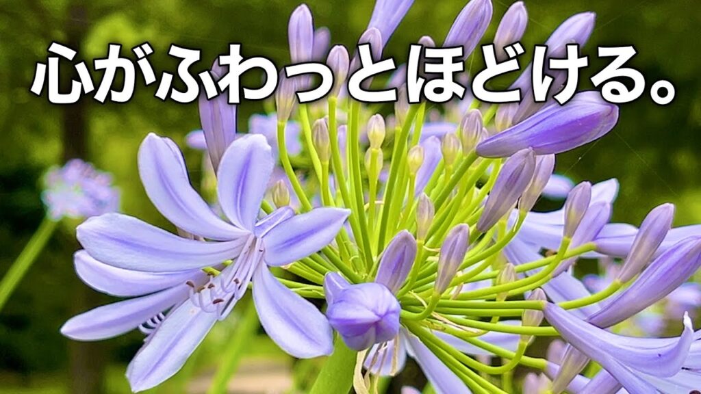 【夏の癒し音楽】心がふわっとほどける。｜自然と過ごすやさしいピアノBGM