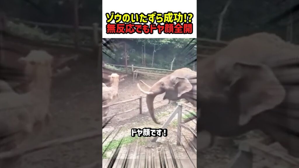 🐘 ゾウのいたずら成功!? ラクダは無反応でもドヤ顔全開😂　#動物 #ゾウ #ラクダ #面白い動物 #いたずら #動物動画 #癒し #爆笑 #ショート #Shorts