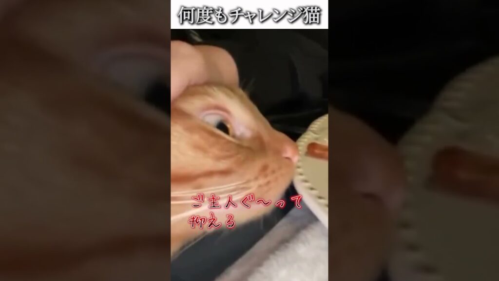 猫のおもしろ動画にツッコミどころ満載なアフレコしてみた＃490【チャレンジ】【ハプニング映像】#shorts　#アフレコ #面白動画