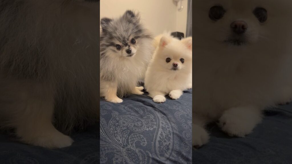 みんなの自己紹介します🐶 #ポメラニアン #pomeranian #犬 #わんこ #癒し
