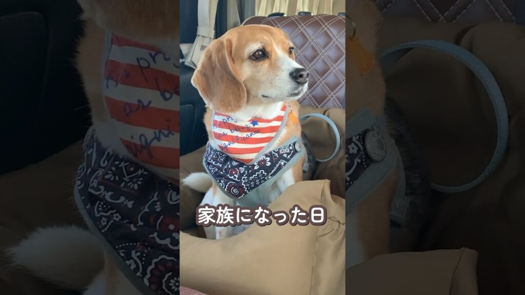 【ちびもず】家族になった日 #beagle #ビーグル #癒し