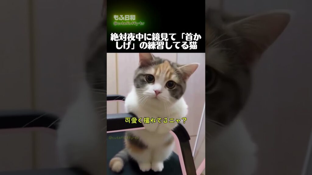 絶対夜中に鏡見て「首かしげ」の練習してる猫