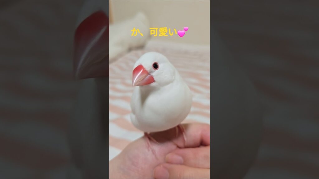 【文鳥】可愛すぎる雪ちゃん💕　　##javasparrow #癒し