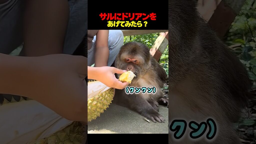サルにドリアンをあげてみたら？