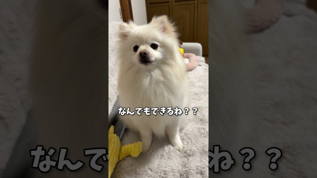 なんでも言うことを聞いちゃうポメラニアン