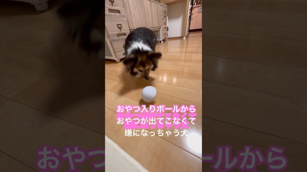 おやつ入りボールからおやつが出てこなくて嫌になっちゃう犬 #癒し #犬 #かわいい