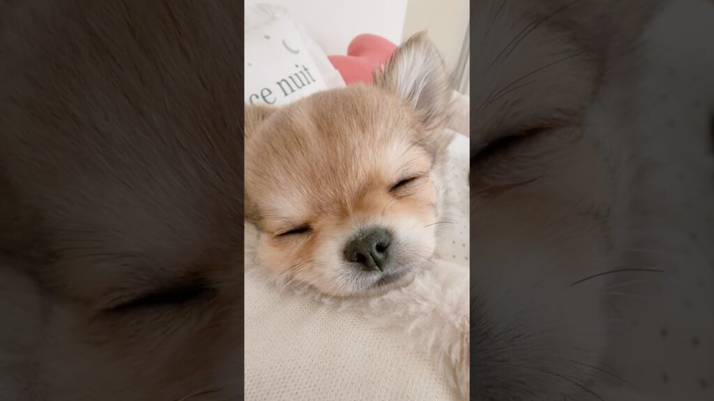 ドアップネムネムくん😴 #チワワ #癒し #chihuahua