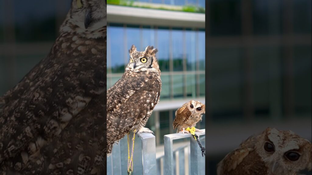 いつも2人は一緒だ。　#アフリカワシミミズク #フクロウ #癒し #かわいい #ペット #owl #bird #cute #animals #pets