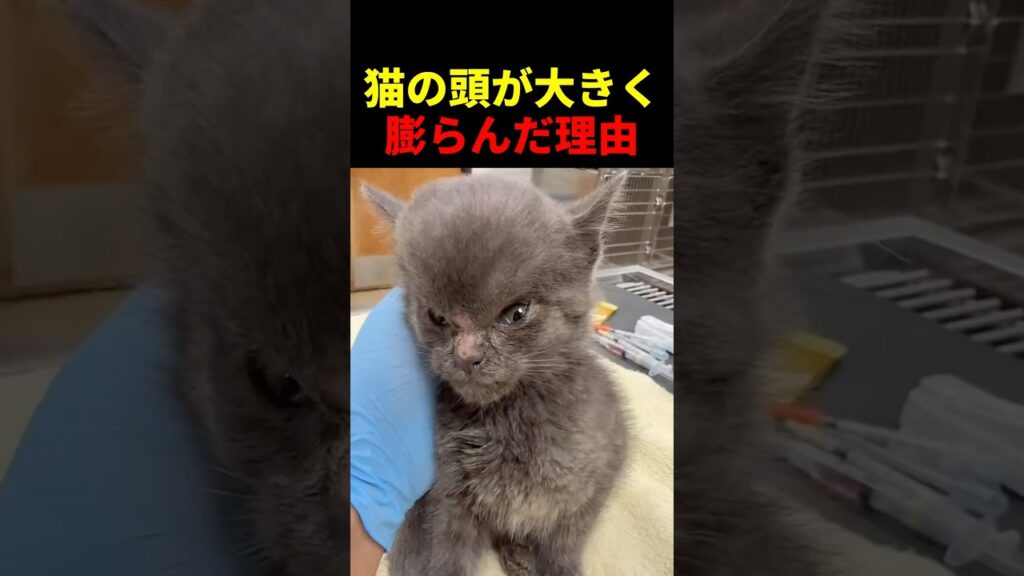 猫の頭が大きく膨らんだ理由 #動物 #ペット #かわいい #癒し #animals #猫 #子猫