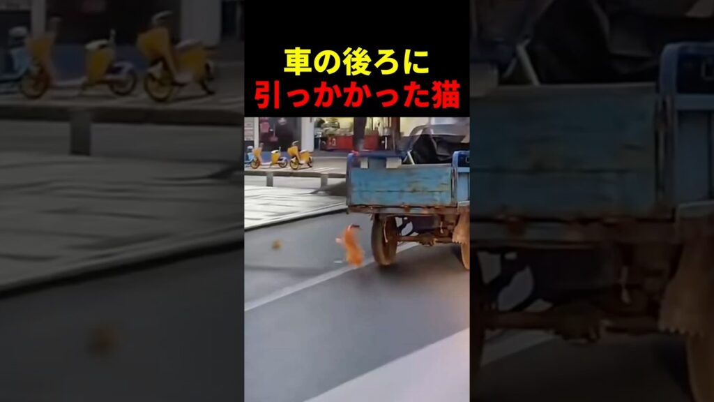 車の後ろに引っかかった猫 #動物 #ペット #かわいい #癒し #animals #猫