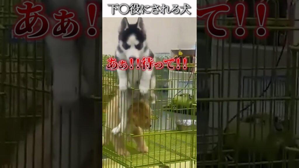 犬のおもしろ動画にツッコミどころ満載なアフレコしてみた＃494【気持ち】【ハプニング映像】#shorts　#アフレコ #面白動画