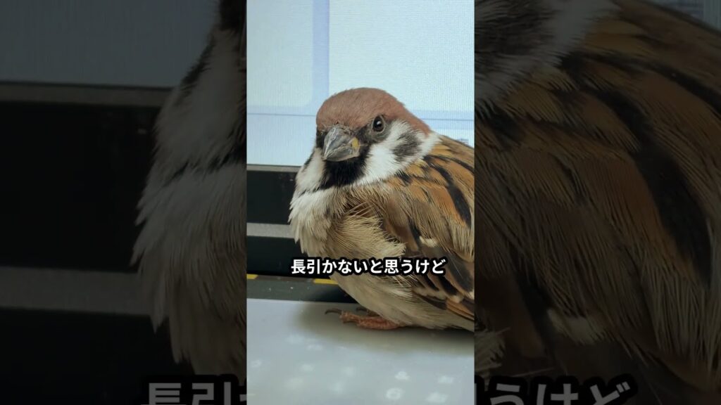 ワオ！抜毛コレクション　 #スズメ #面白い #癒し