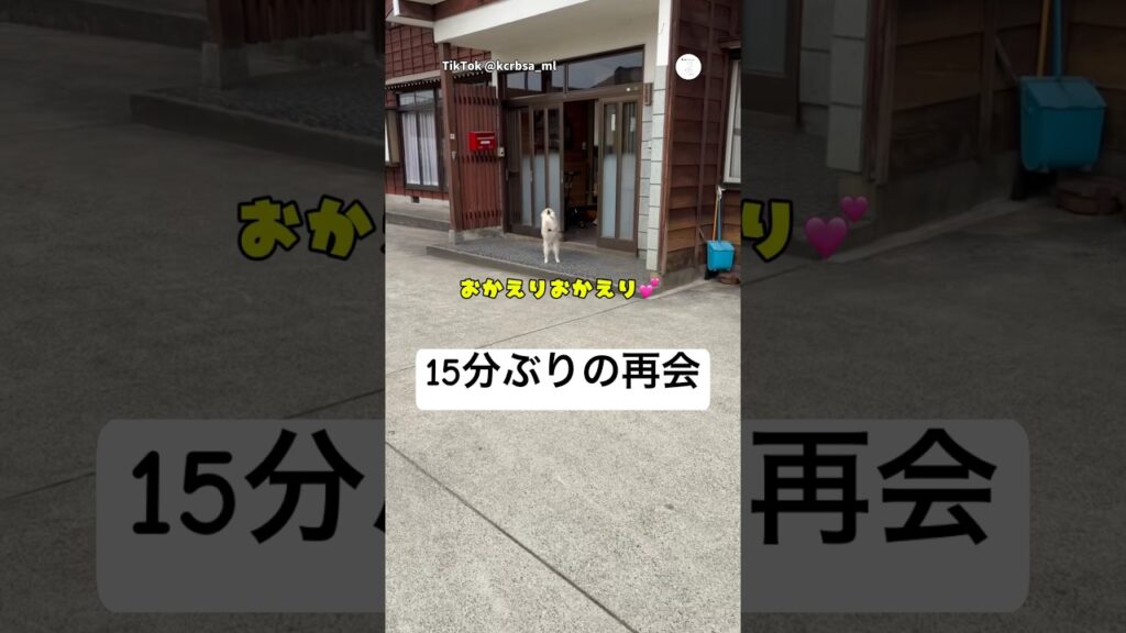15分ぶりの再会に大喜びする犬　　#犬　#いぬ　#可愛い犬　#犬のいる暮らし #癒し　#かわいい