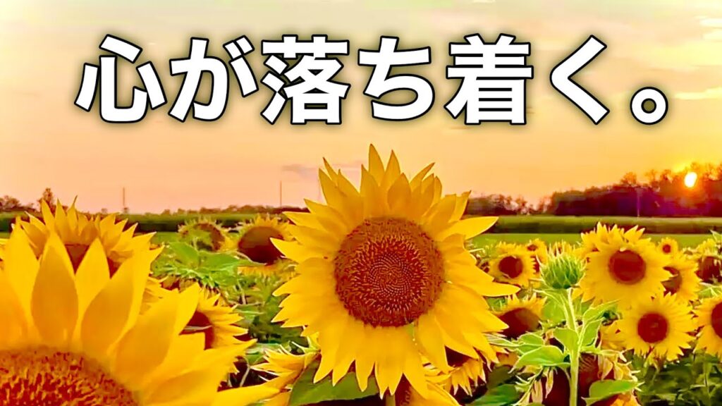 【夏の癒しBGM】心が落ち着く優しいリラックス音楽、自律神経を整え不安やストレス解消のためのヒーリングミュージック/睡眠用・作業用・勉強用BGM
