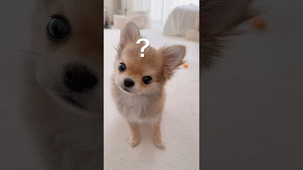 何回も首かしげるの可愛すぎる😂❤️ #子犬 #チワワ #癒し